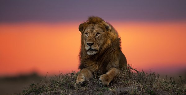 Male lion at sunset Tanzania Serengeti lions of the Serengeti safari